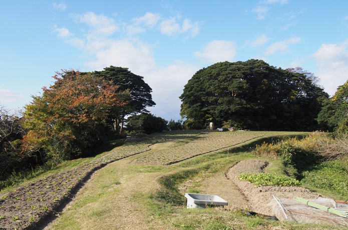朴島　菜の花畑