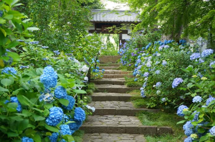 資福寺のアジサイ