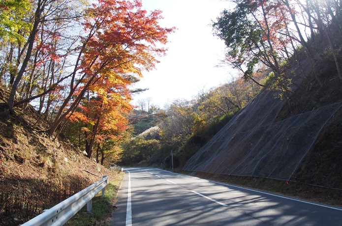 コバルトライン　紅葉