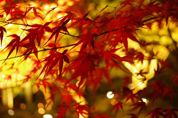 松島　紅葉　ライトアップ