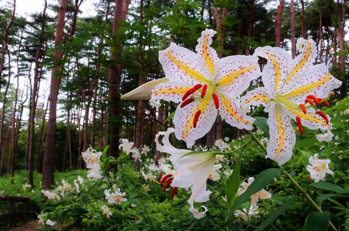 ヤマユリ　万葉の森