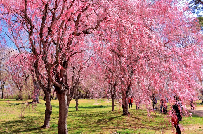 三神峯公園の桜