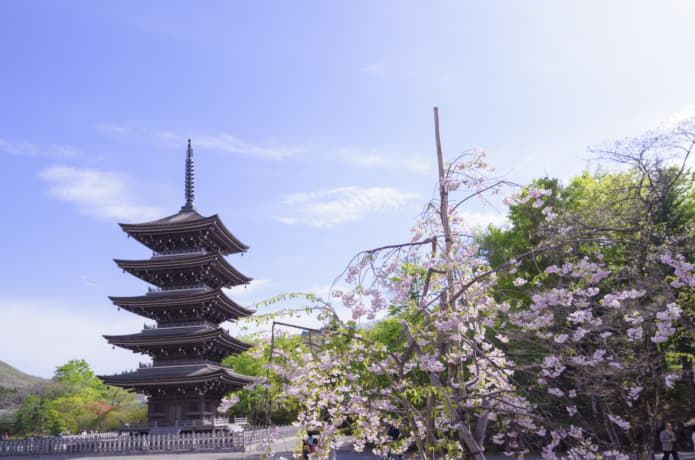仙台　西方寺　桜