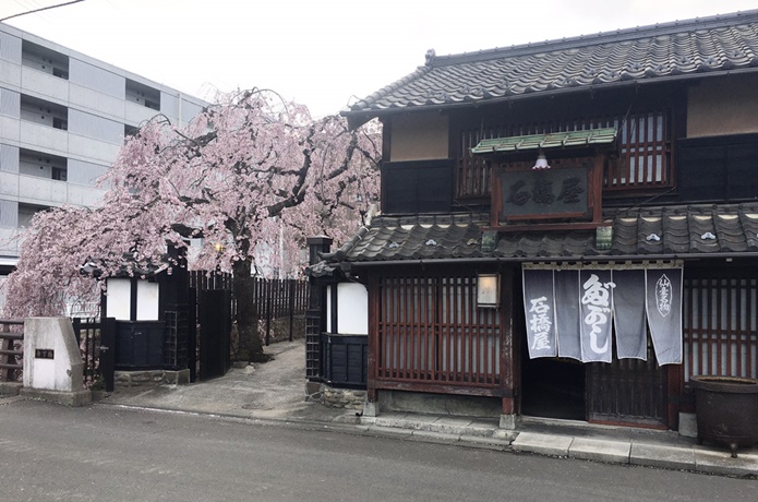 石橋屋　桜