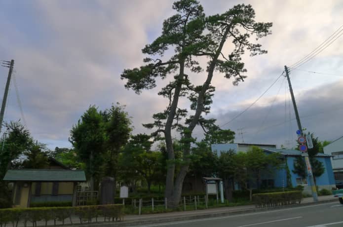 二木の松