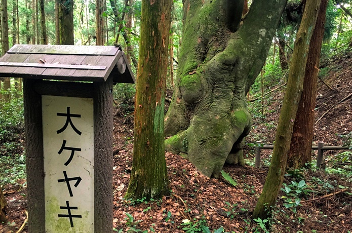 上楯城　大ケヤキ