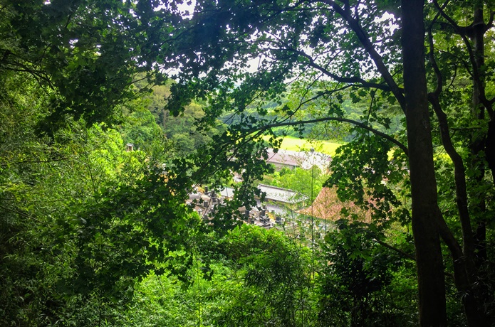 上楯城　密林