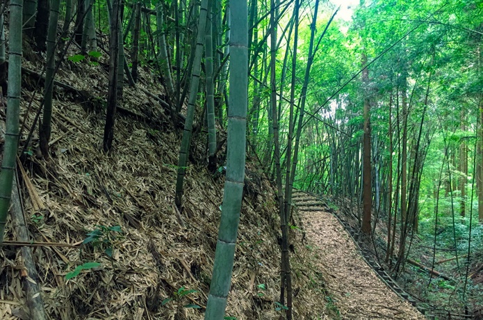 上楯城　　竹林