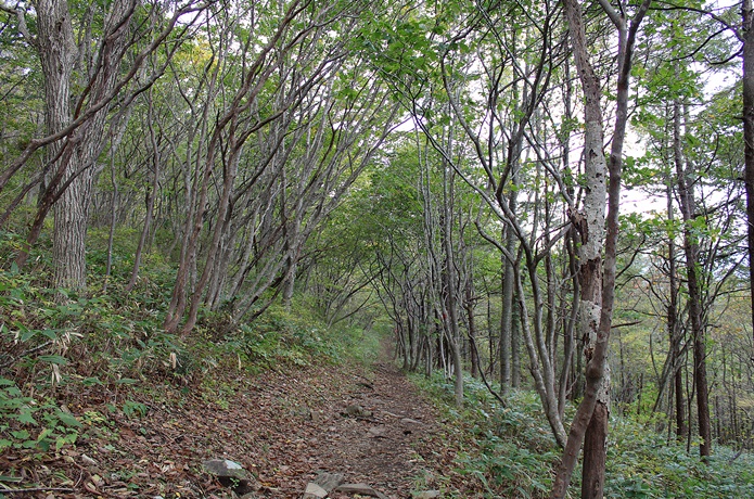 泉ヶ岳　滑走コース　山麓　下り