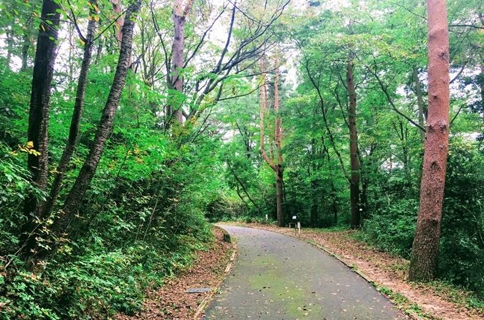 台原森林公園　アスファルトの道