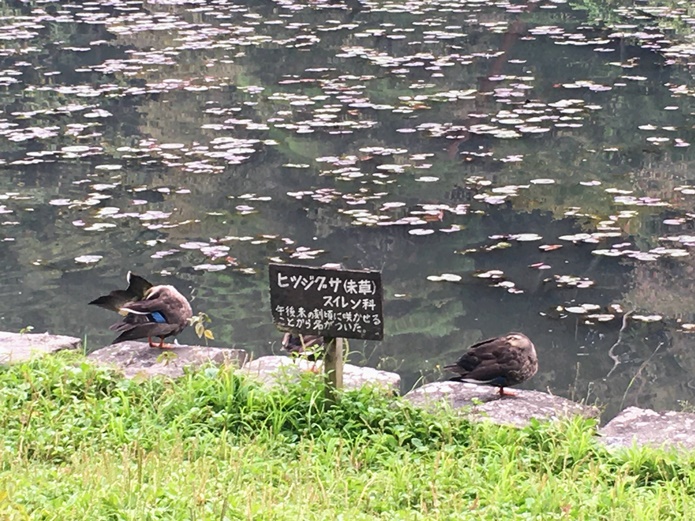 台原森林公園のカモ
