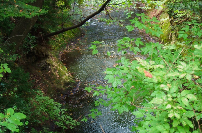 水の森公園　川