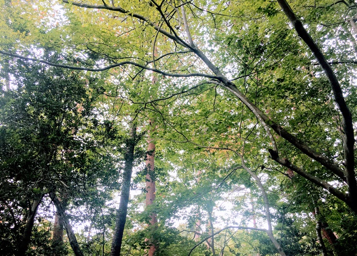 水の森公園　新緑