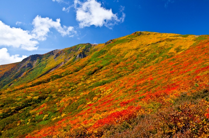 【公式】栗駒山紅葉