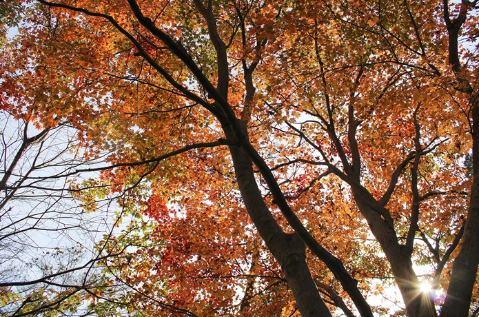 磊々峡　紅葉と太陽