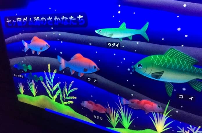 七ヶ宿ダム　お魚たち