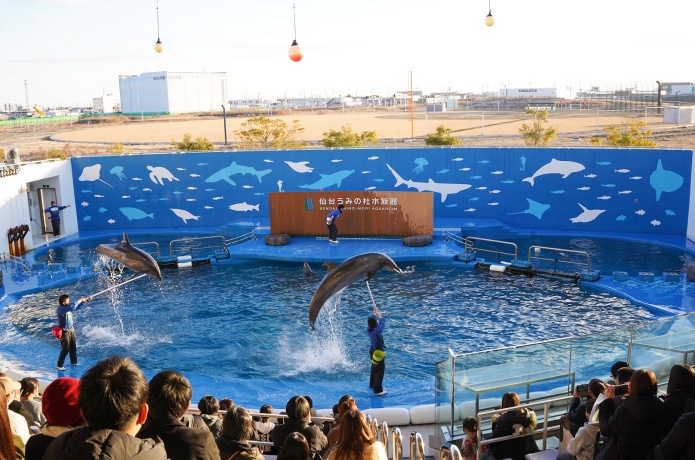 仙台うみの杜水族館　イルカショー