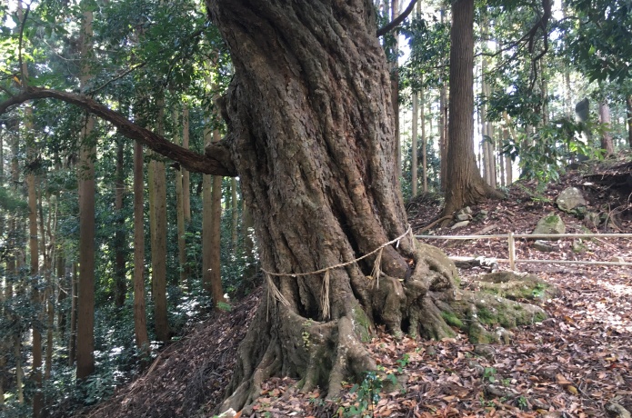 鹿島天足別神社　御神木