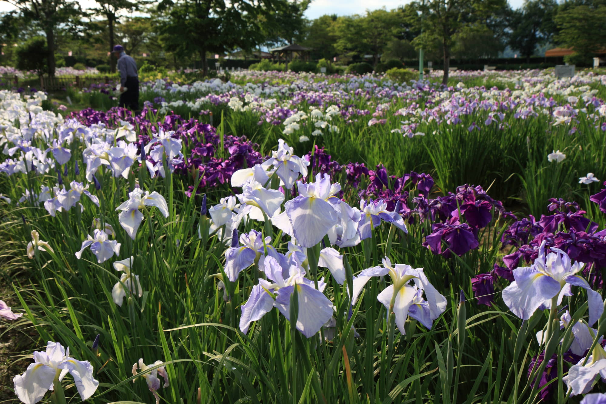 山王史跡公園あやめ園