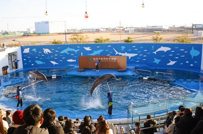 うみの杜水族館　イルカショー