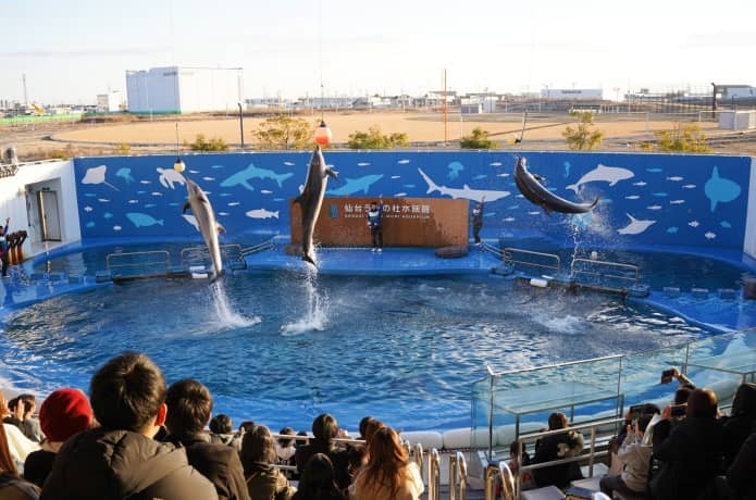 うみの杜水族館　イルカショー