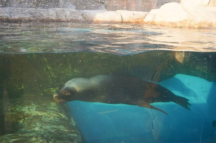 うみの杜水族館　アシカ
