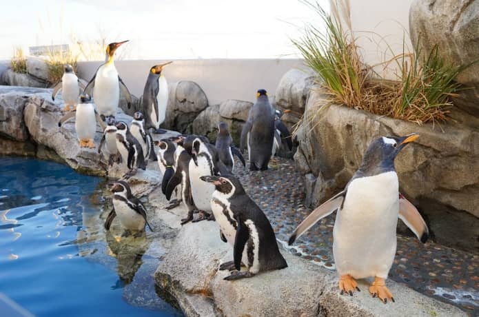うみの杜水族館　ペンギン