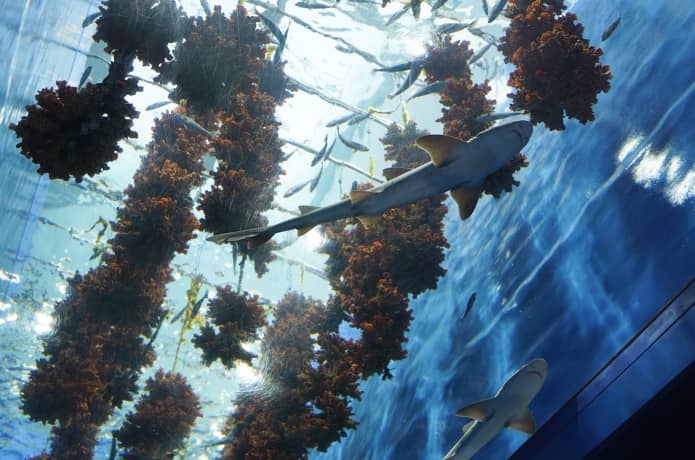 うみの杜水族館　マボヤのもり