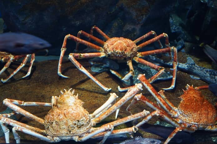 うみの杜水族館　タカアシガニ