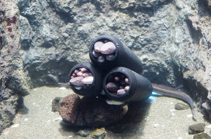 うみの杜水族館　マアナゴ