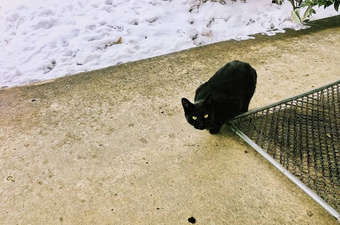 大観密寺　猫