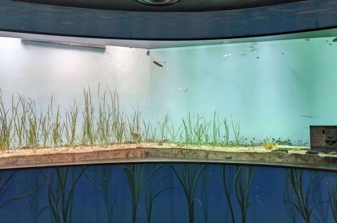 うみの杜水族館　アマモ うみの揺りかご
