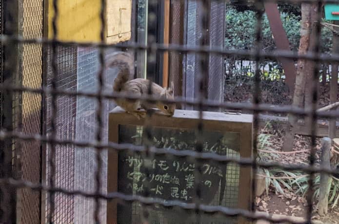 うみの杜水族館　リス