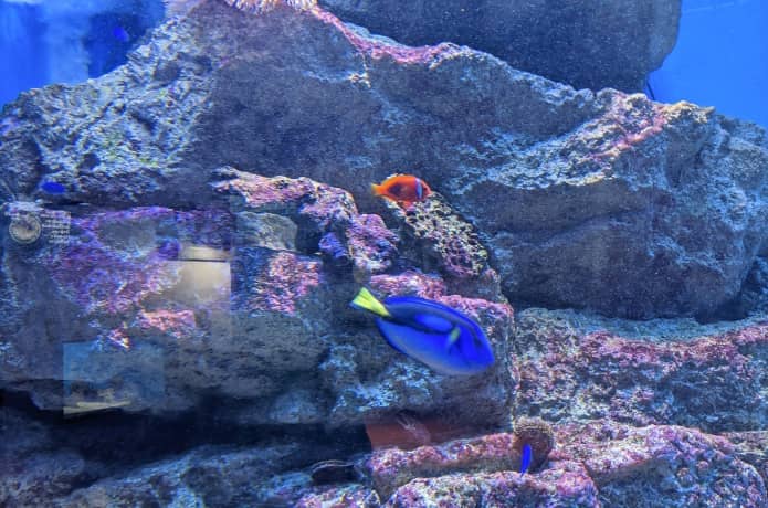 うみの杜水族館　オセアニア