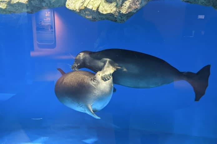 うみの杜水族館　ヨーロッパ　バイカルアザラシ