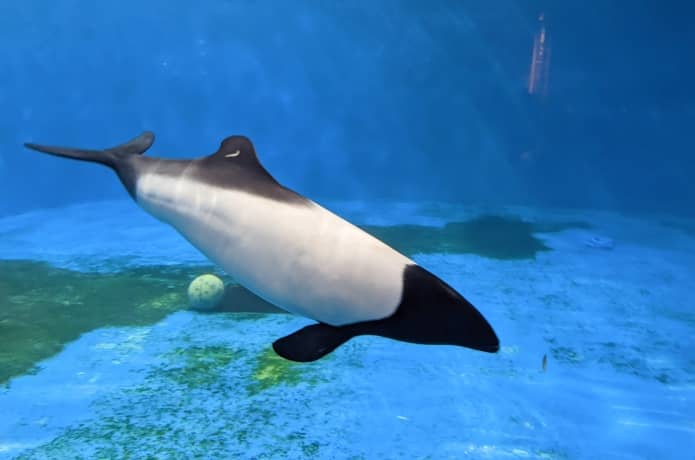 うみの杜水族館　アメリカ　シロイルカ