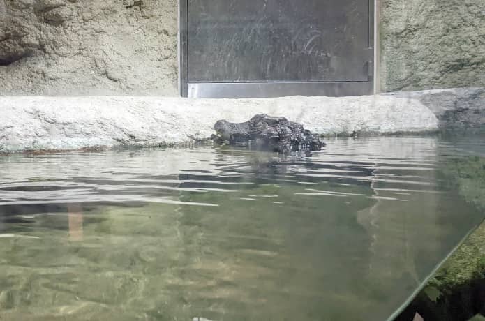 うみの杜水族館　アメリカ　アマゾンコーナー