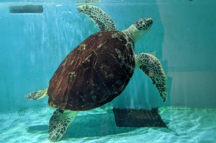うみの杜水族館　アジア　アオウミガメ