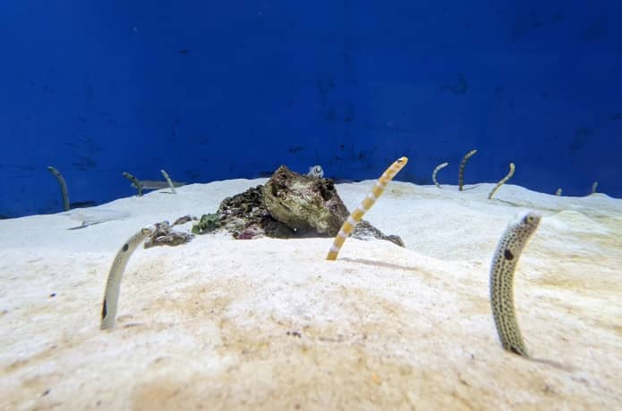 うみの杜水族館　アジア　チンアナゴ