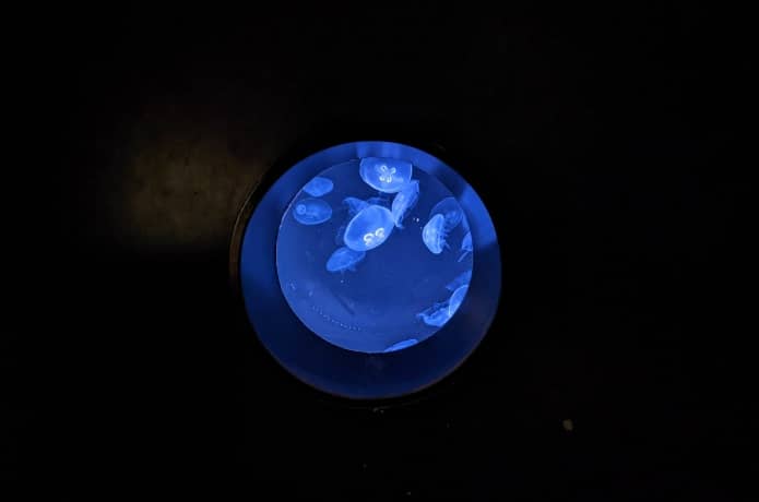 うみの杜水族館　クラゲのいやし