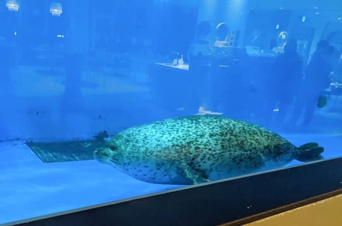 うみの杜水族館　フードコートのアザラシ