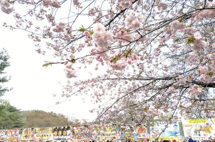 アラバキ　桜と出店