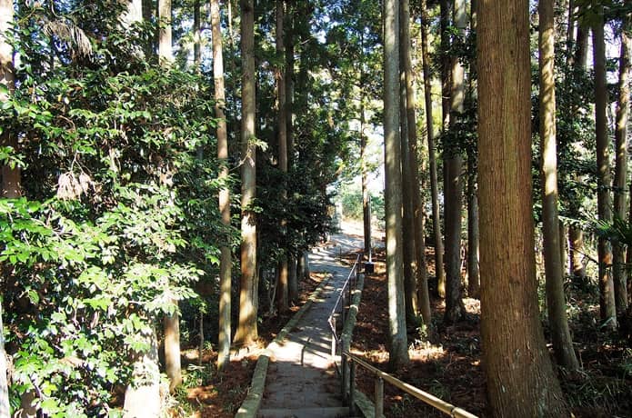 多聞山　杉林