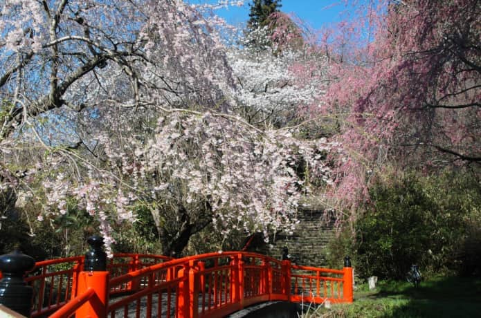 亀岡八幡宮　しだれ桜