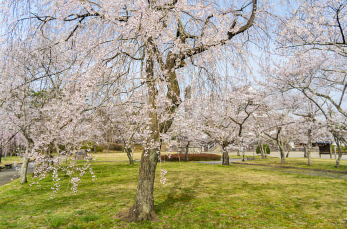 益岡公園　桜