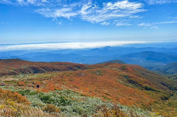 栗駒山　紅葉　絨毯