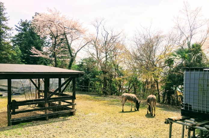 輪王寺