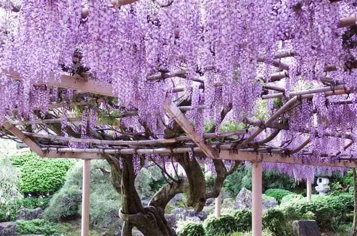 金蛇水神社の藤