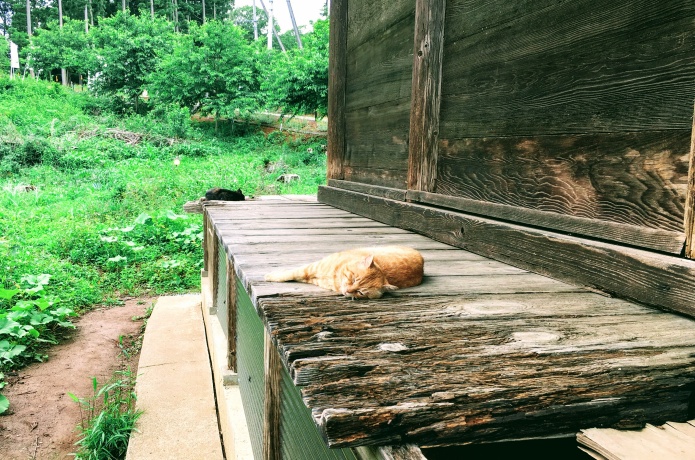 熊野那智神社