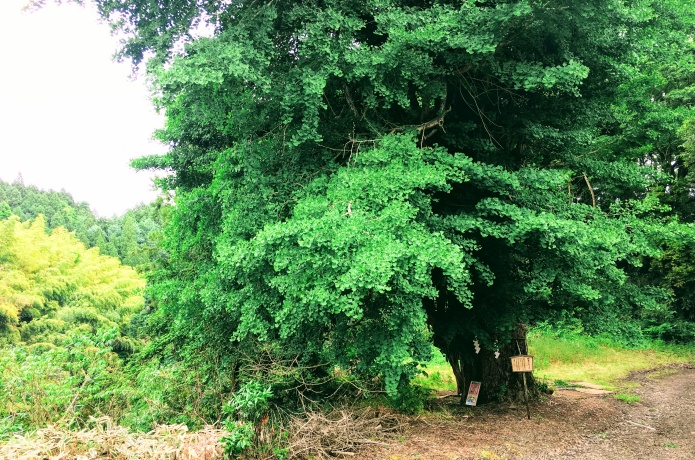 熊野那智神社